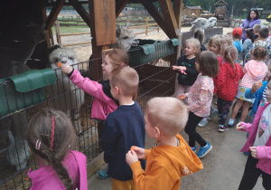 Dzieci karmią marchewkami alpaki